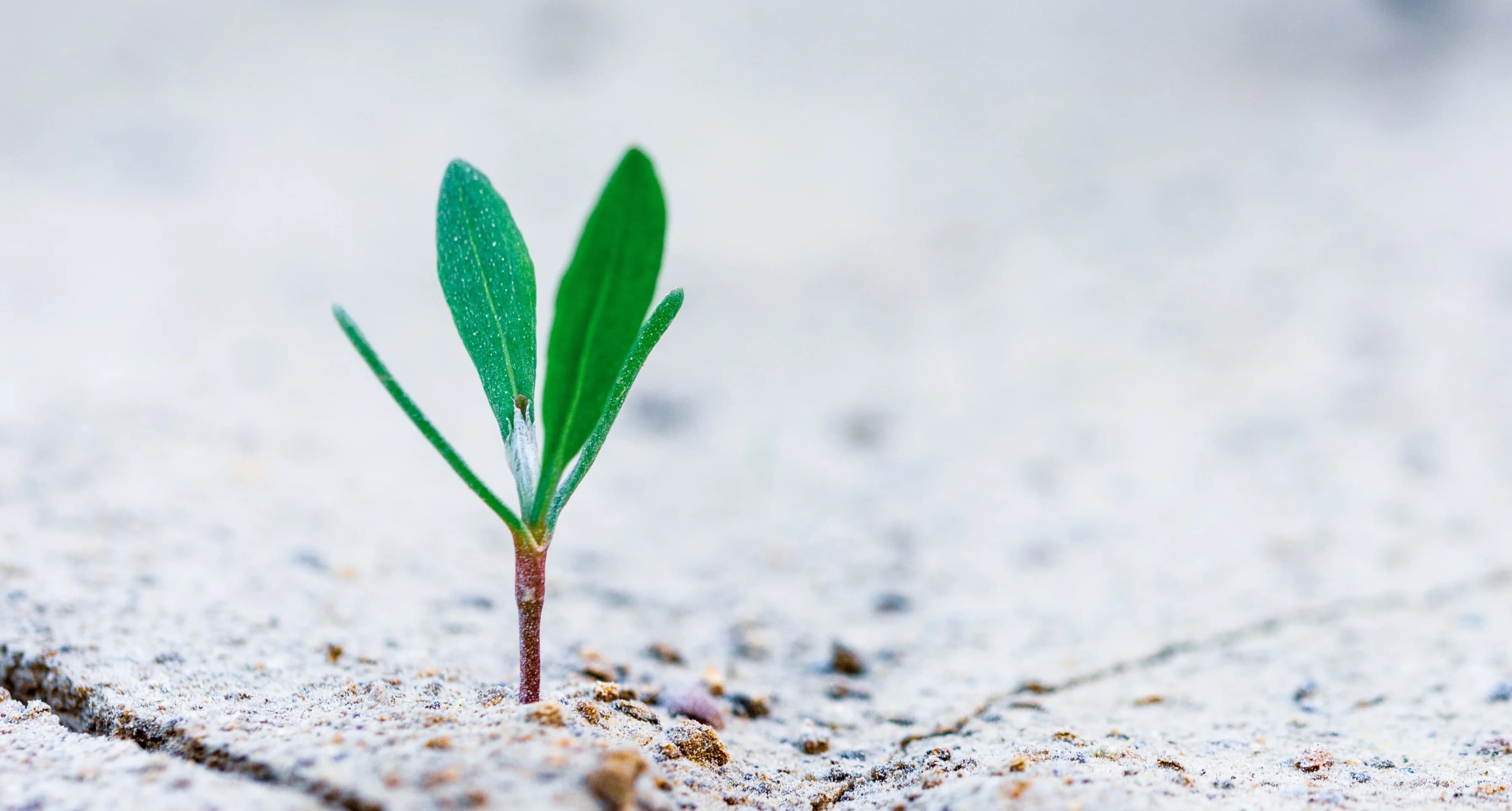 Careology raises £1.1m  for ambitious growth plans